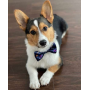 Space Planets - Cutie Ties Dog Bow Tie - One Size