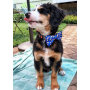 Baseball/Hotdogs - Cutie Ties Dog Bow Tie - One Size