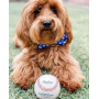 Baseball/Hotdogs - Cutie Ties Dog Bow Tie - One Size