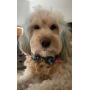 Blue Cheetah  - Cutie Ties Dog Bow Tie - One Size