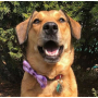 Purple Sky  - Cutie Ties Dog Bow Tie - One Size