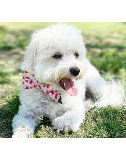 Watermelon - Cutie Ties Dog Bow Tie - One Size