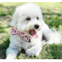 Watermelon - Cutie Ties Dog Bow Tie - One Size