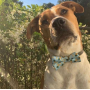 Tropic Like It's Hot - Cutie Ties Dog Bow Tie - One Size