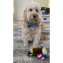 Lightning & Clouds - Cutie Ties Dog Bow Tie - One Size