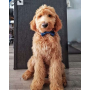 Moon & Stars - Cutie Ties Dog Bow Tie - One Size