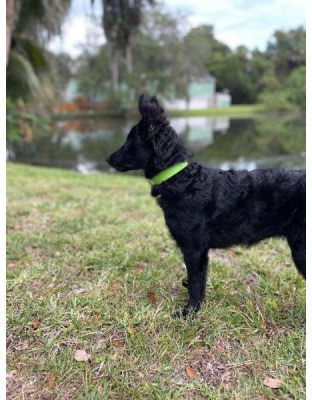 Green - Biothane Buckle Dog Collar - Small/Medium 12-14 inches