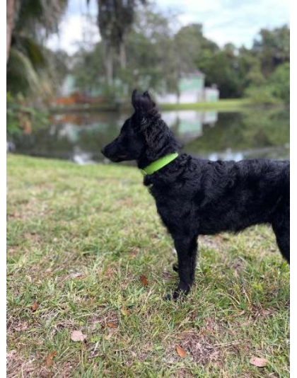 Green - Biothane Buckle Dog Collar - Small/Medium 12-14 inches