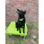 Green - Biothane Buckle Dog Collar - Small/Medium 12-14 inches