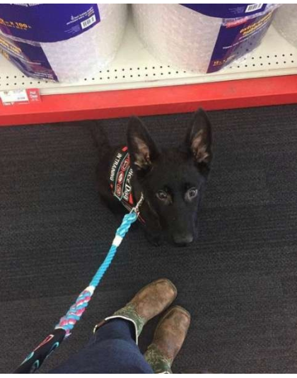 Blue - Hands Free Multifunctional Dog Leash - 7 ft - End to End