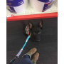Blue - Hands Free Multifunctional Dog Leash - 8 ft - End to End