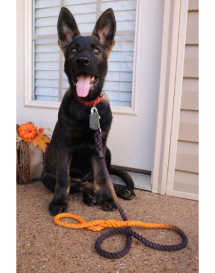 Black and Orange Ombre  - Rope Dog Leash - 4 ft