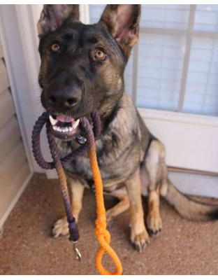 Black and Orange Ombre  - Rope Dog Leash - 5 ft
