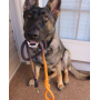 Black and Orange Ombre  - Rope Dog Leash - Traffic Lead (2 ft)