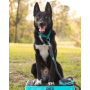 Grey and Aqua 2 - Rope Dog Leash - Traffic Lead (2 ft)