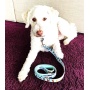 Seafoam - Dog Leash  - Small