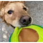 Avo Doggo