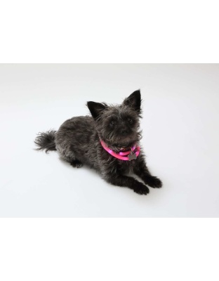 Pink - Silicone Cuttable LED Illuminated Dog Collar - USB Rechargeable