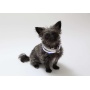 White - Silicone Cuttable LED Illuminated Dog Collar - USB Rechargeable