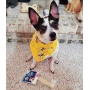 yellow - Moo Dog Chews - medium