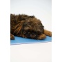 Cool Pet Pad - XL