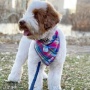 Colorful Plaid - Colorful Plaid Bandana - Small