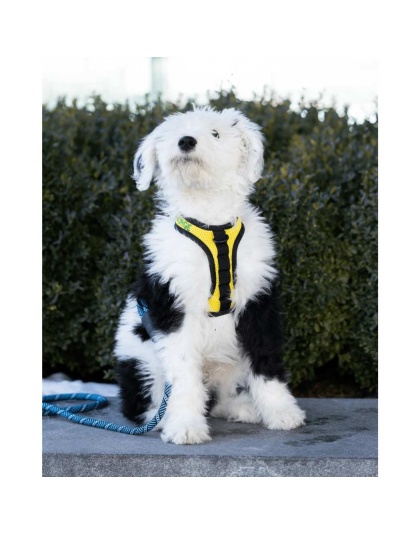 Buttercup Yellow - K9 Sport Harness - Medium (15-17" Neck 15-21" Chest)