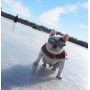 Ruby Red - K9 Sport Shades - Dog Goggles