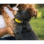 Buttercup Yellow - Walk-On with Harness & Storage - X-Small (11-13" Neck 11-15" Chest)