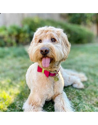 Candy Swirl - Dog Bow Tie  - Small