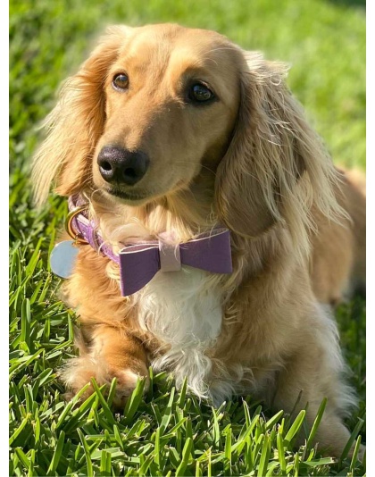 Lavish Lavender - Dog Bow Tie  - Large