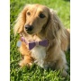 Lavish Lavender - Dog Bow Tie  - Large