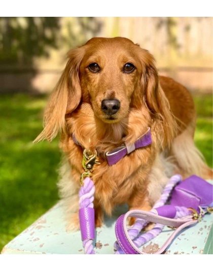 Lavish Lavender - Dog Bow Tie  - Large