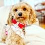 Melting Hearts - Dog Bow Tie  - Small