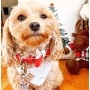 Melting Hearts - Dog Bow Tie  - Small