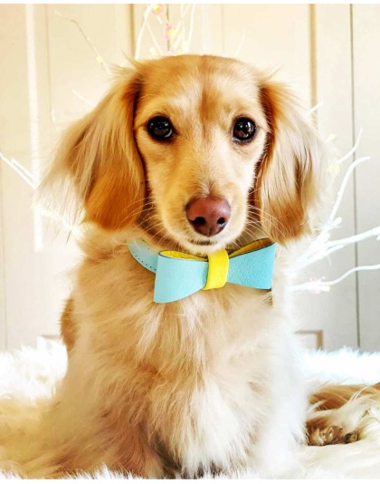 Sunshine Babe - Dog Bow Tie  - Large