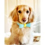 Sunshine Babe - Dog Bow Tie  - Large