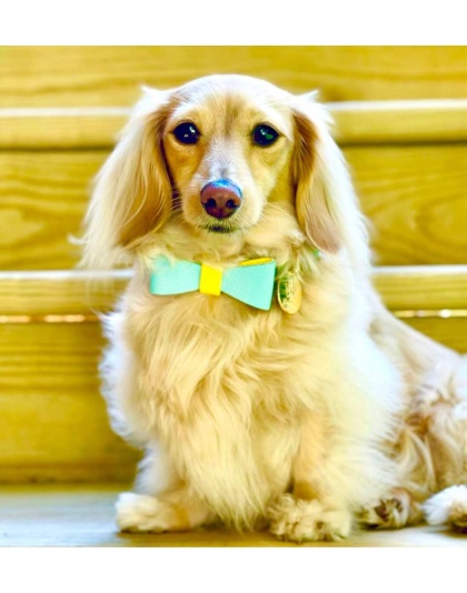 Sunshine Babe - Dog Bow Tie  - Large