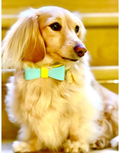 Sunshine Babe - Dog Bow Tie  - Small