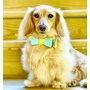 Sunshine Babe - Dog Bow Tie  - Small