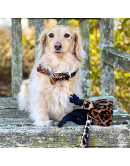 Wildest One - Dog Bow Tie  - Small