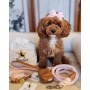 Bella Rose - Dog Collar  - Small