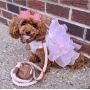 Bella Rose - Dog Collar  - Small