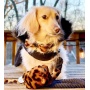 Wildest One - Dog Bow Tie  - Small