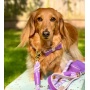 Lavish Lavender - Dog Collar  - XL