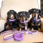 Lavish Lavender - Dog Collar  - XL