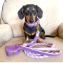 Lavish Lavender - Dog Collar  - XL