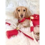 Melting Hearts - Dog Harness  - Medium