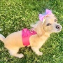 Candy Swirl - Dog Harness  - Small