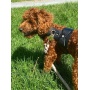 Dark Night - Dog Harness  - XS